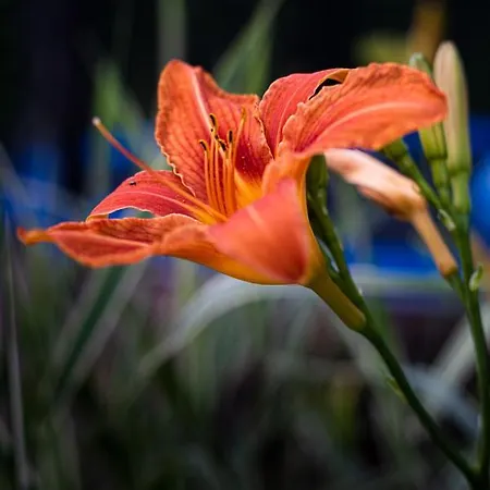 Bendeguz Vendeghaz *